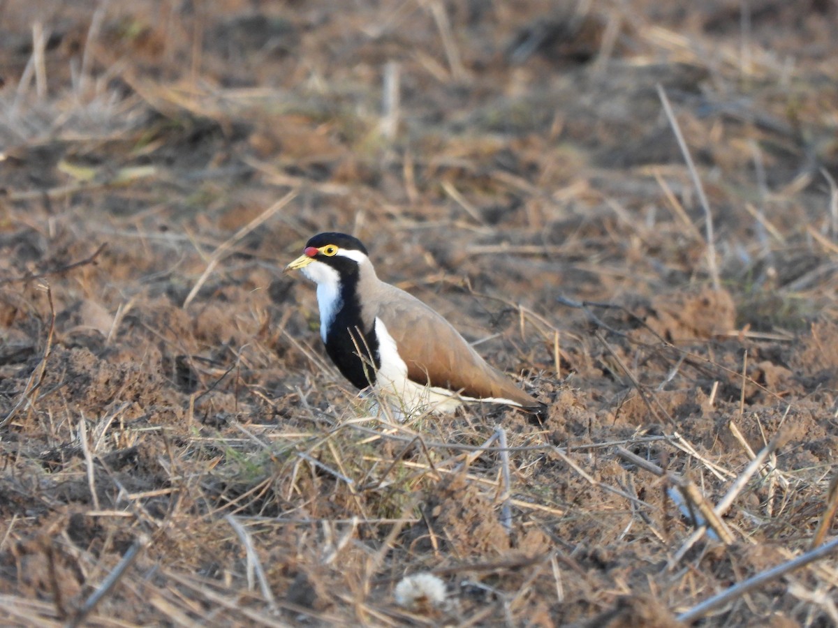 Banded Lapwing - ML619076141