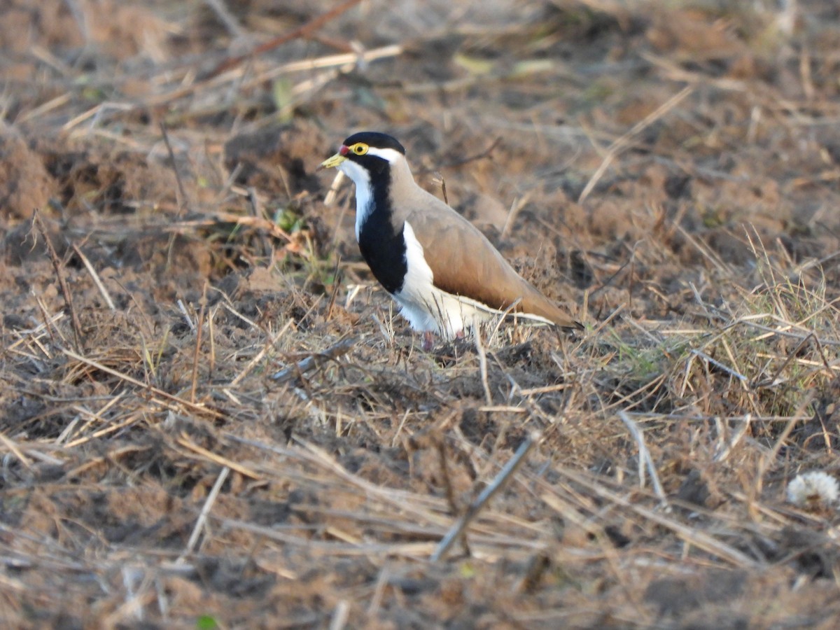 Banded Lapwing - ML619076155