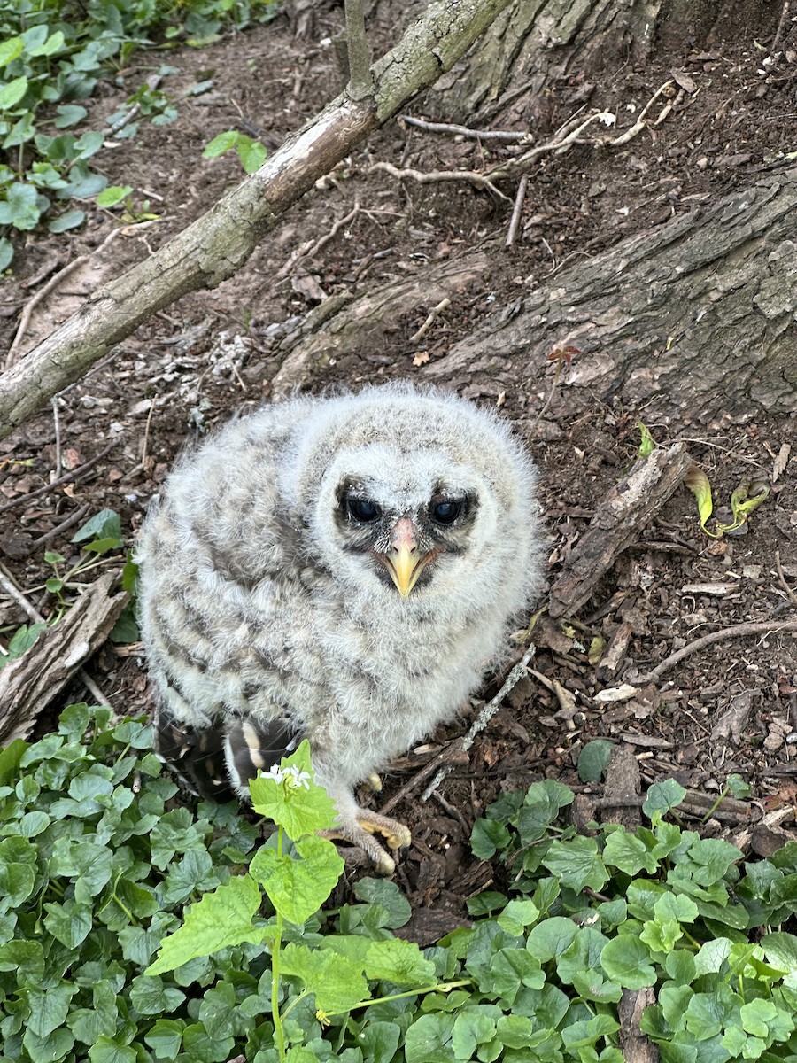 Barred Owl - ML619076190
