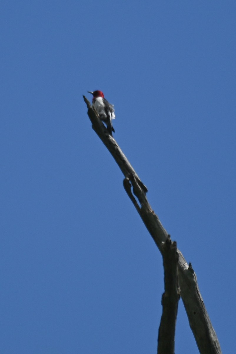 Red-headed Woodpecker - ML619076211