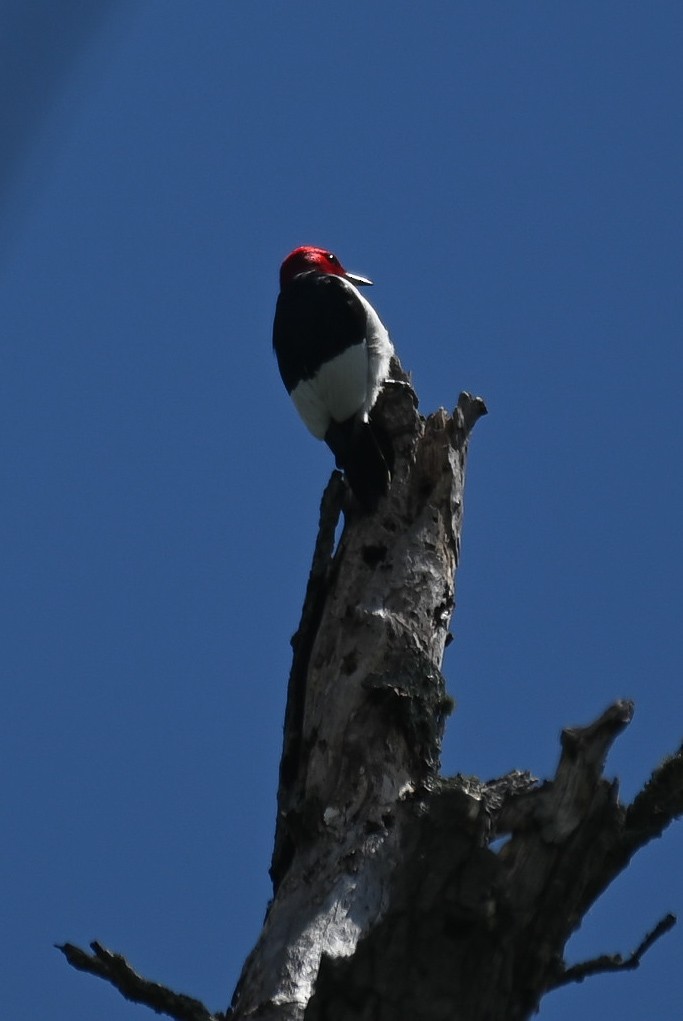 Red-headed Woodpecker - ML619076212