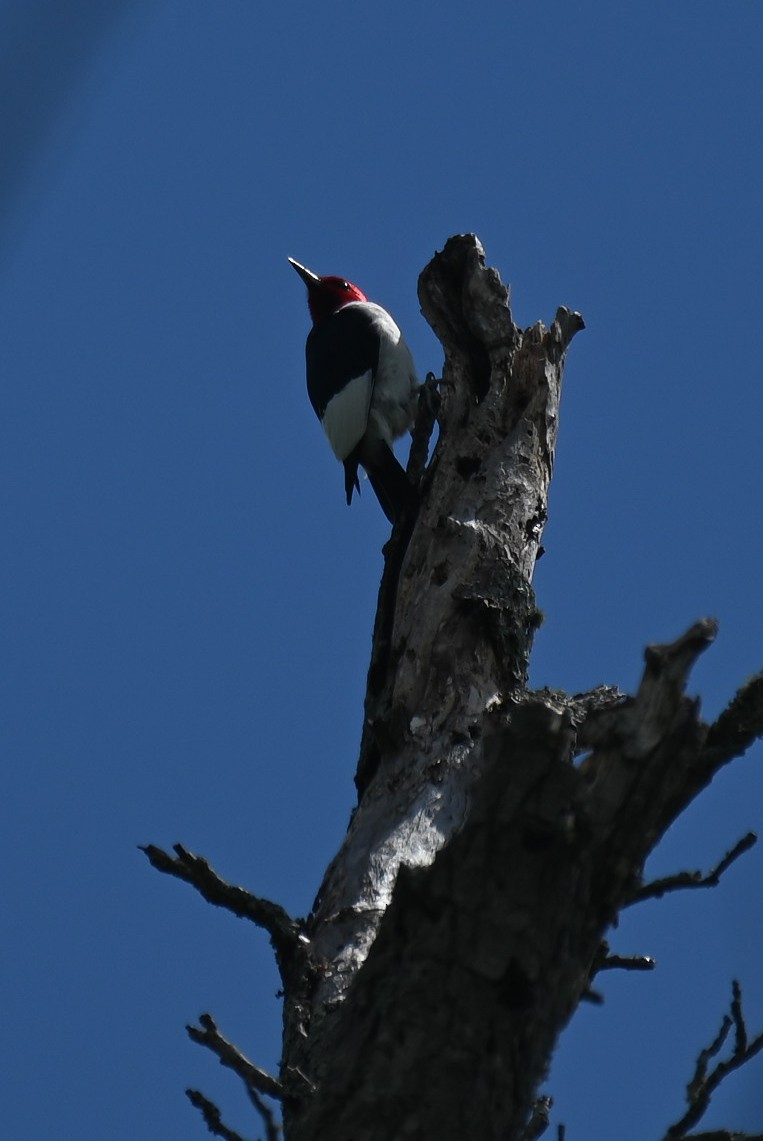 Red-headed Woodpecker - ML619076213