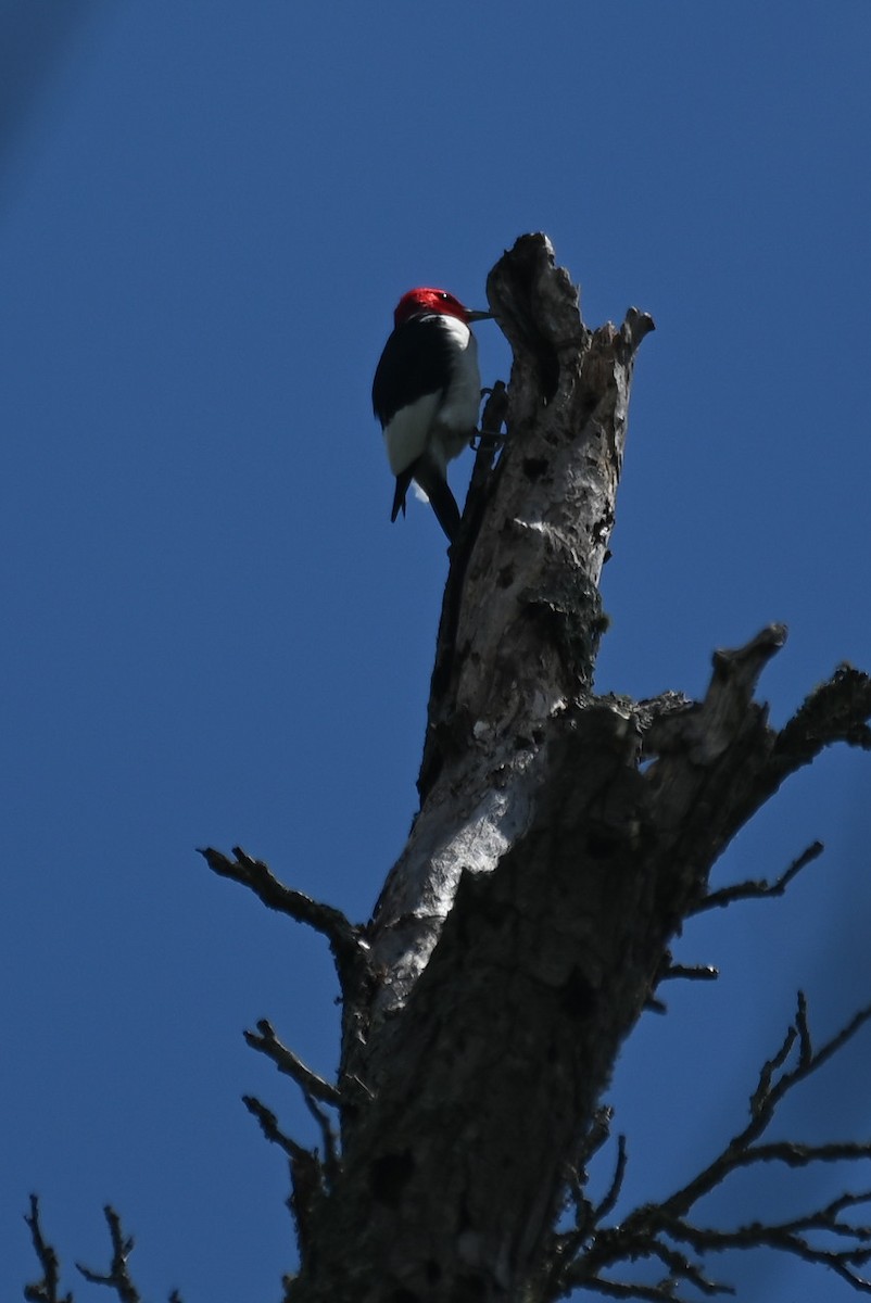 Red-headed Woodpecker - ML619076214