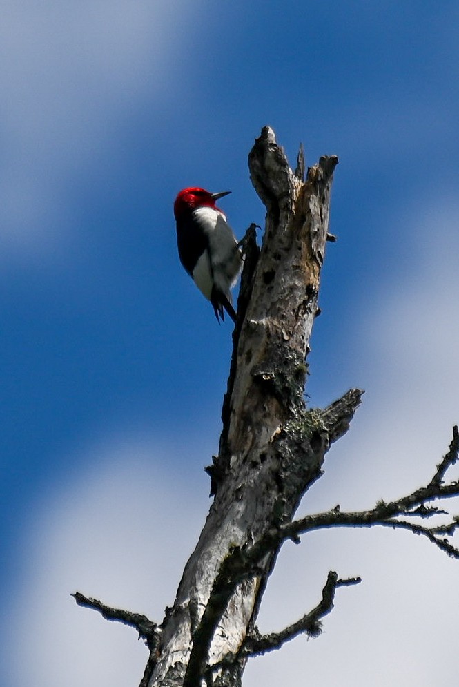 Red-headed Woodpecker - ML619076215