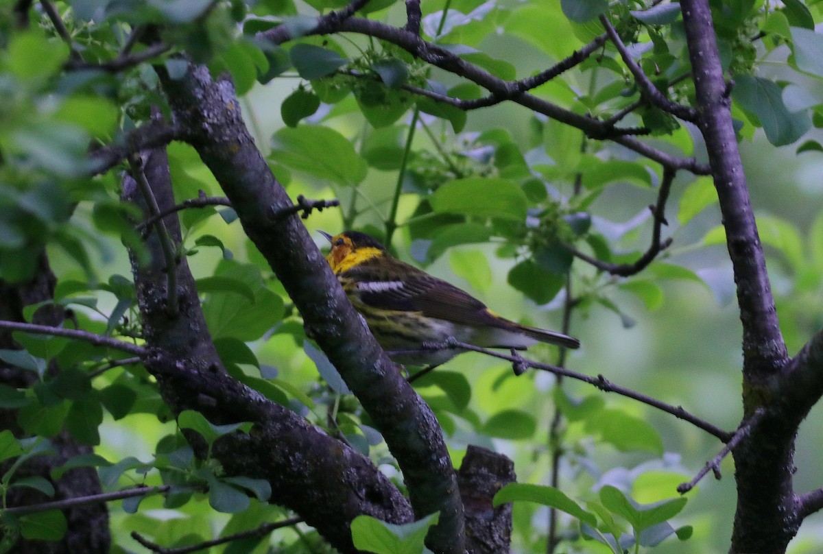 Cape May Warbler - ML619076240