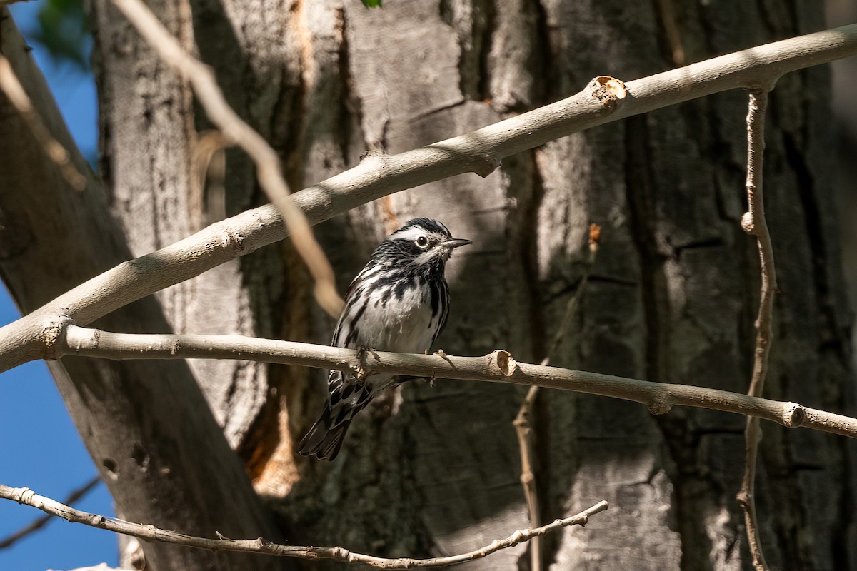 Black-and-white Warbler - ML619076241
