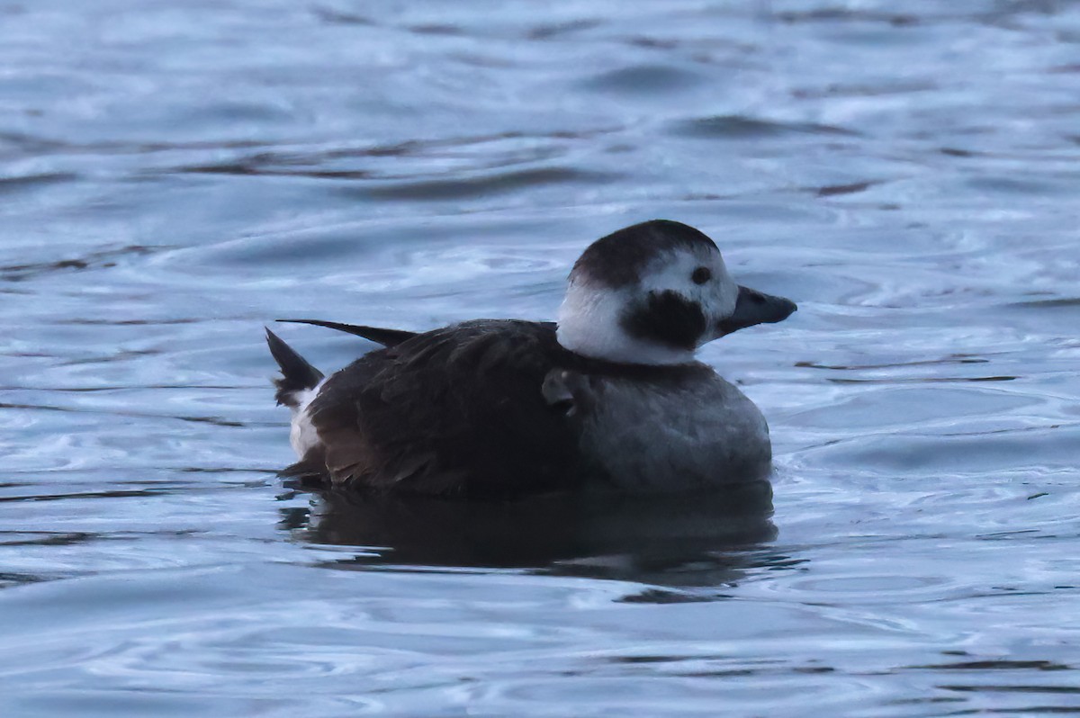 Long-tailed Duck - ML619076243