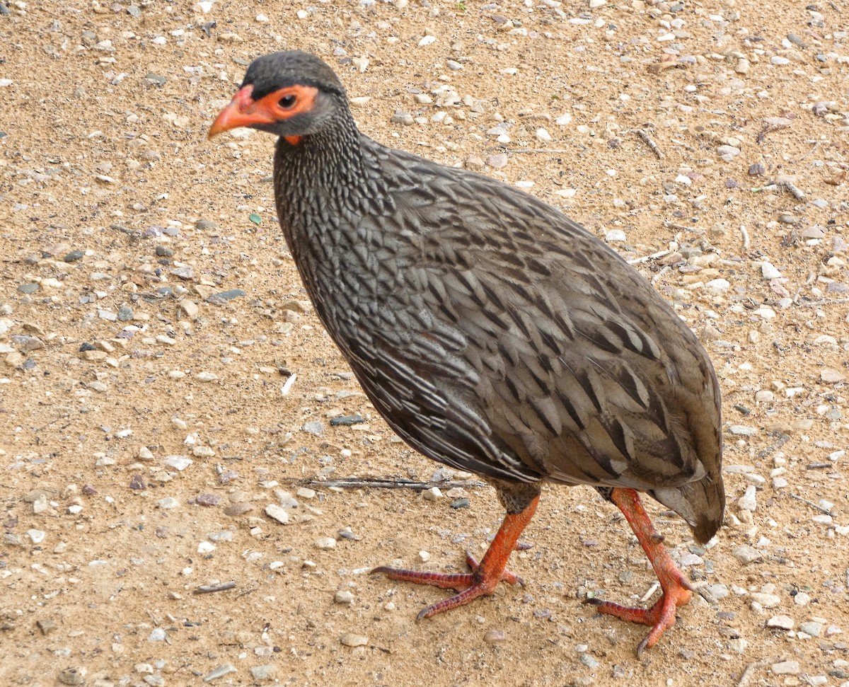 Red-necked Spurfowl - ML619076249