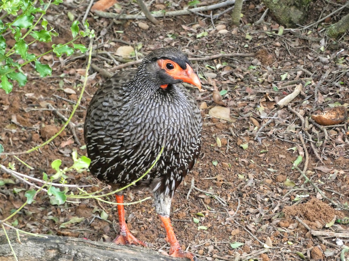Red-necked Spurfowl - ML619076251