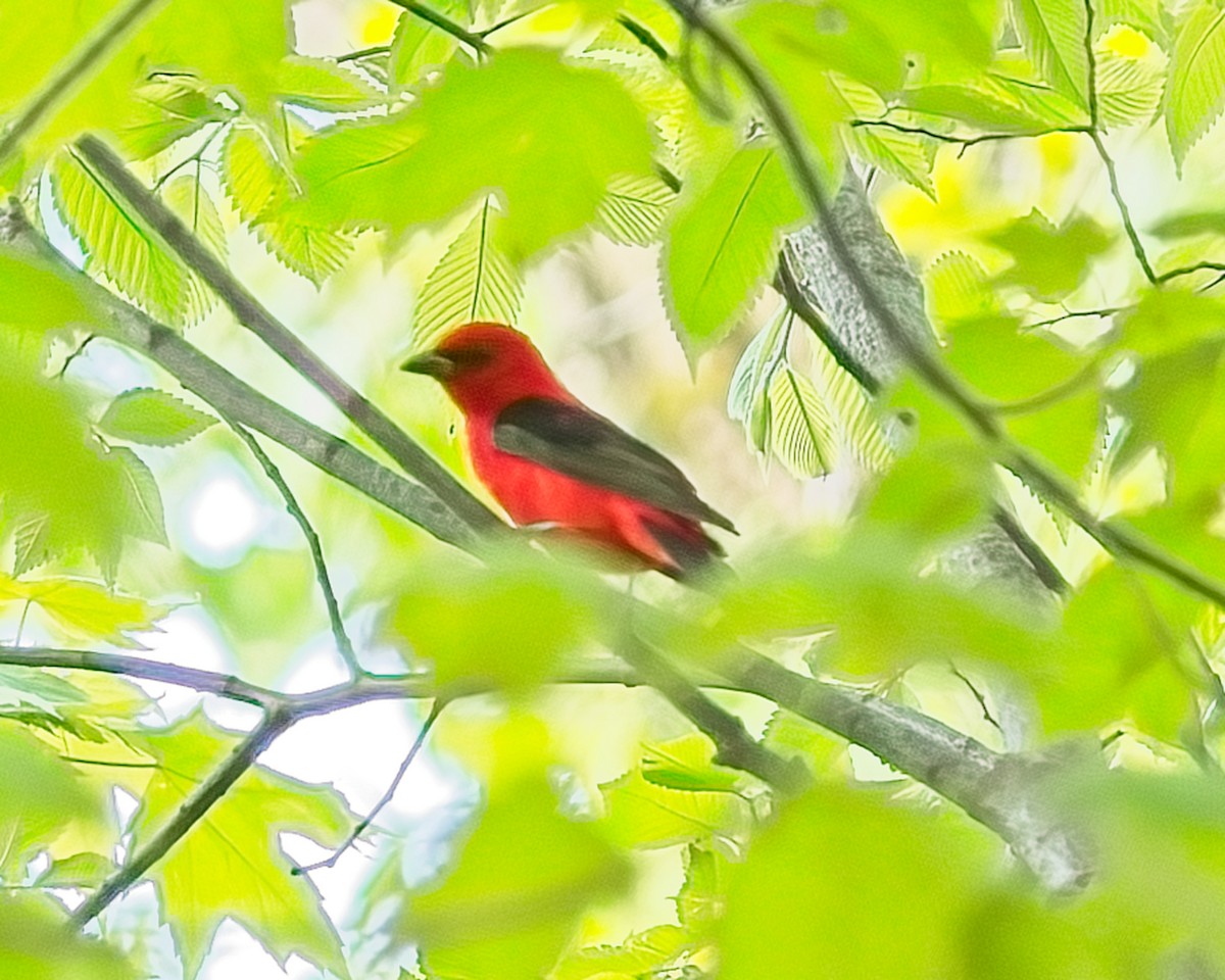 Scarlet Tanager - ML619076252