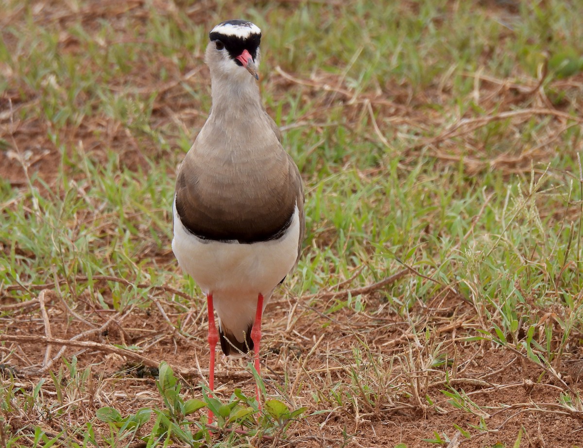 Crowned Lapwing - ML619076264