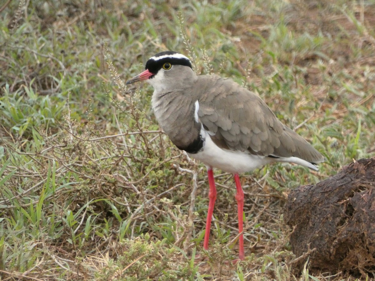 Crowned Lapwing - ML619076267