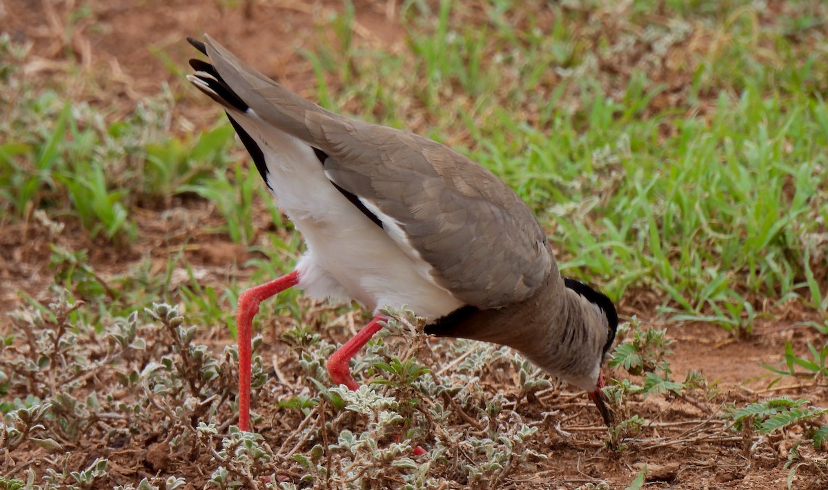 Crowned Lapwing - ML619076269