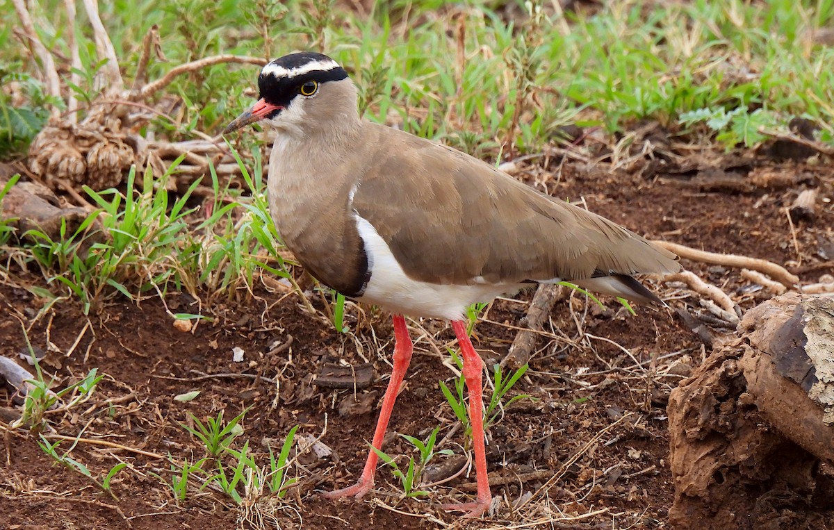 Crowned Lapwing - ML619076270