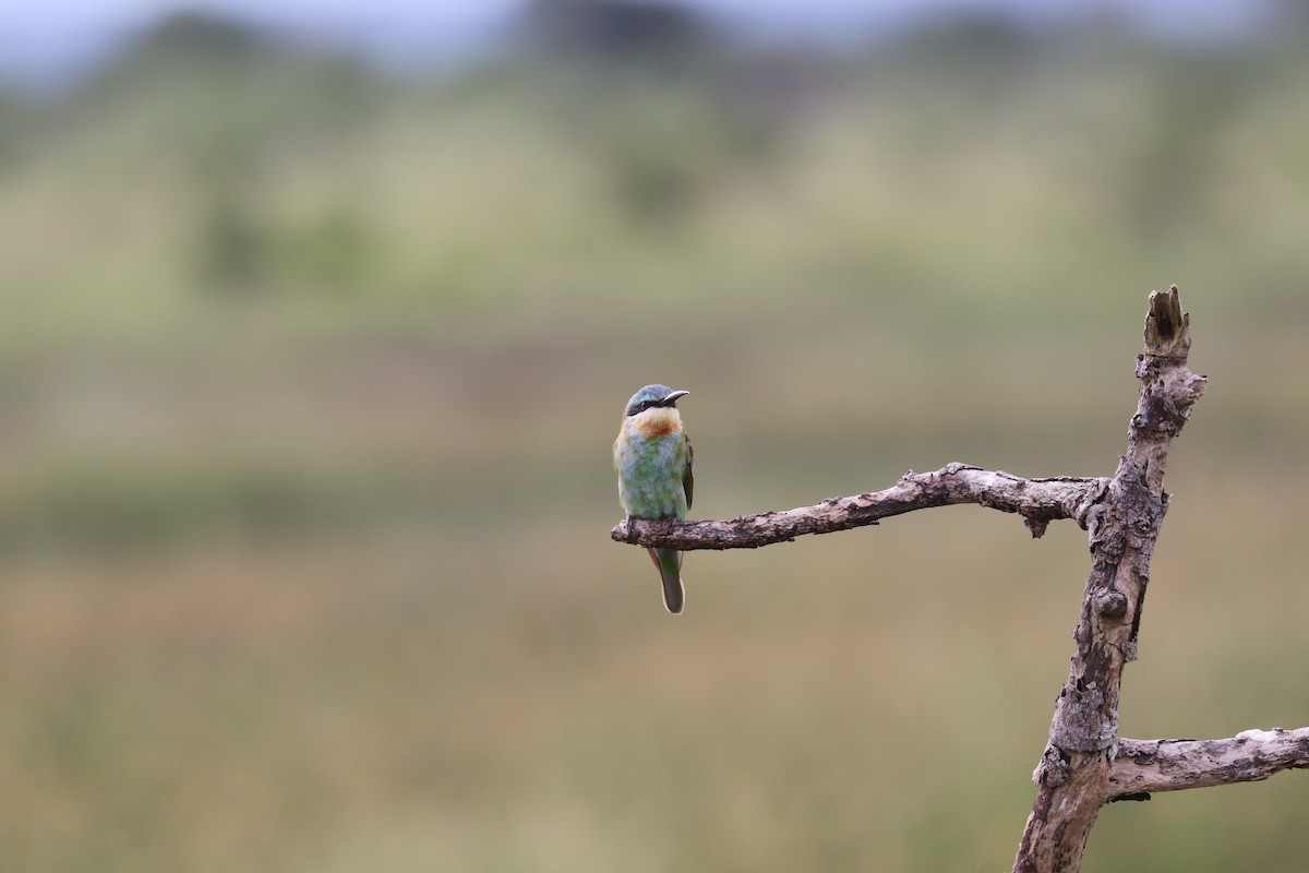 Blue-cheeked Bee-eater - ML619076330