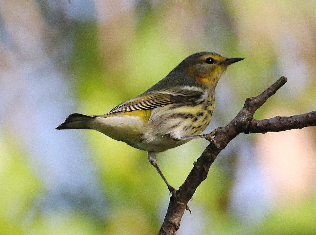 Cape May Warbler - ML619076340