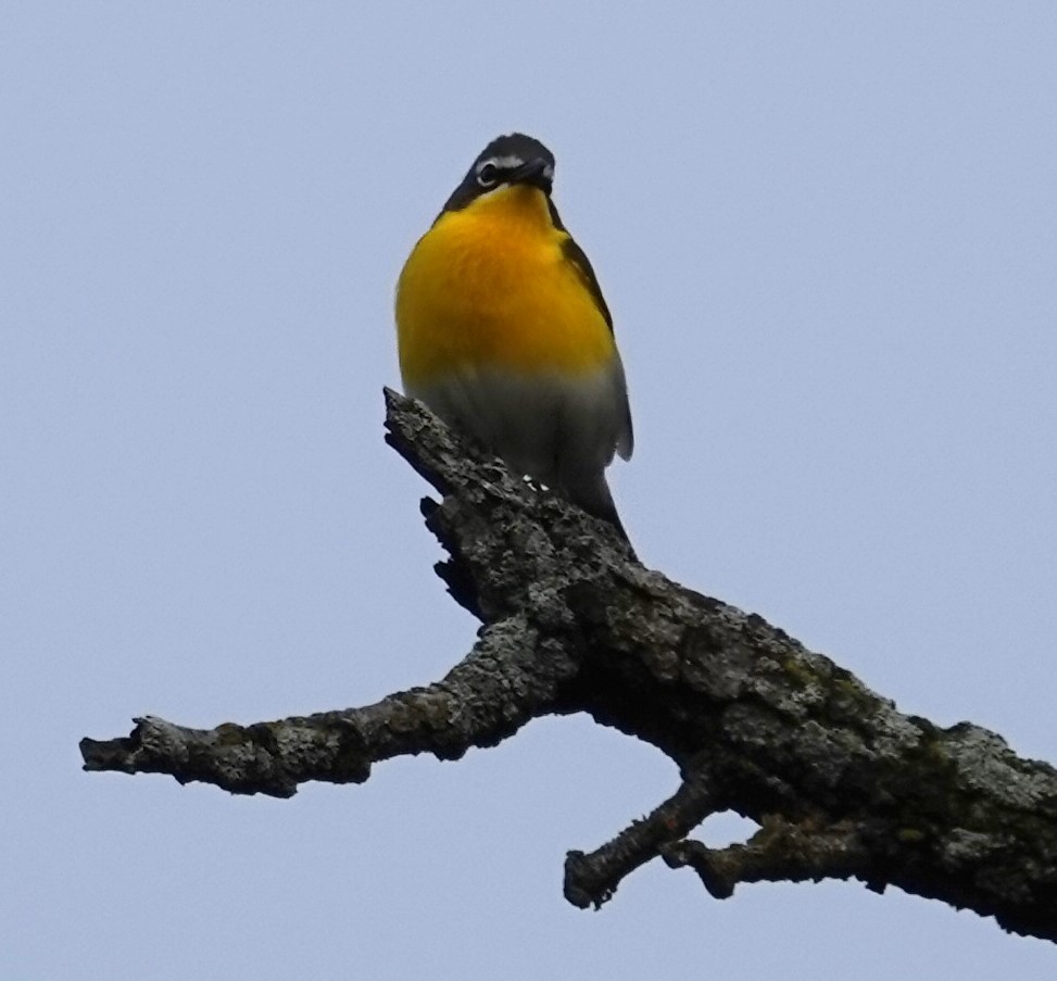 Yellow-breasted Chat - ML619076363
