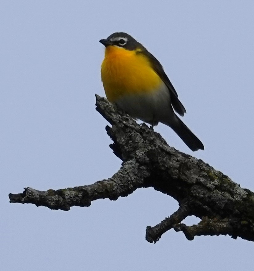 Yellow-breasted Chat - ML619076364