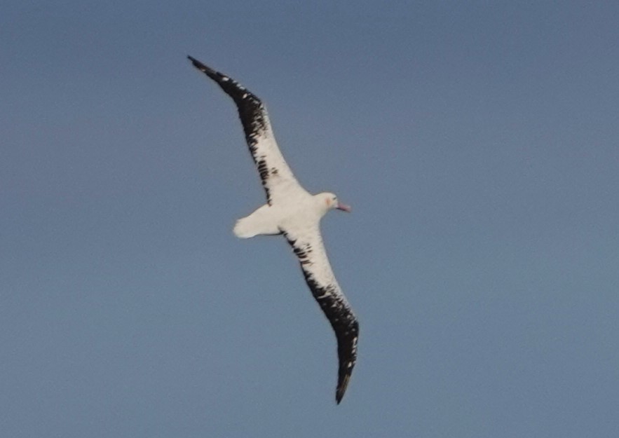 Snowy Albatross - ML619076366