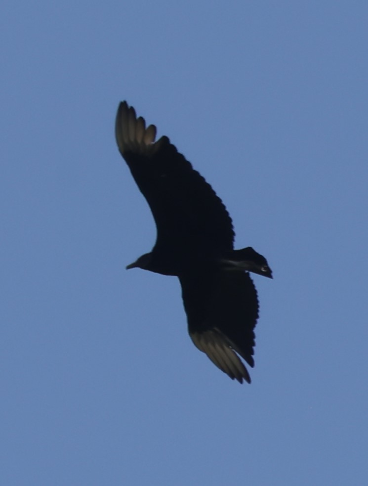 Black Vulture - ML619076380