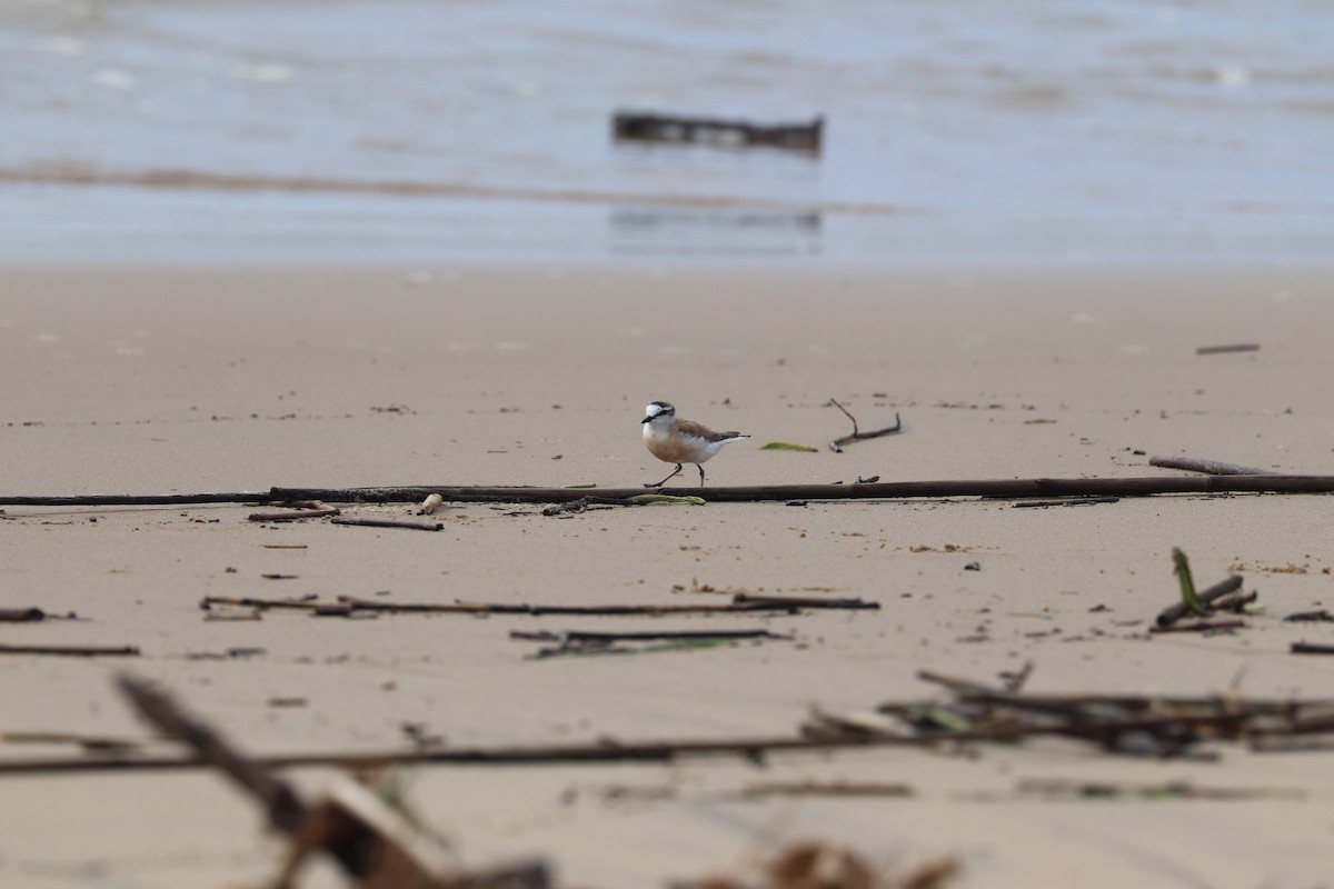 White-fronted Plover - ML619076394