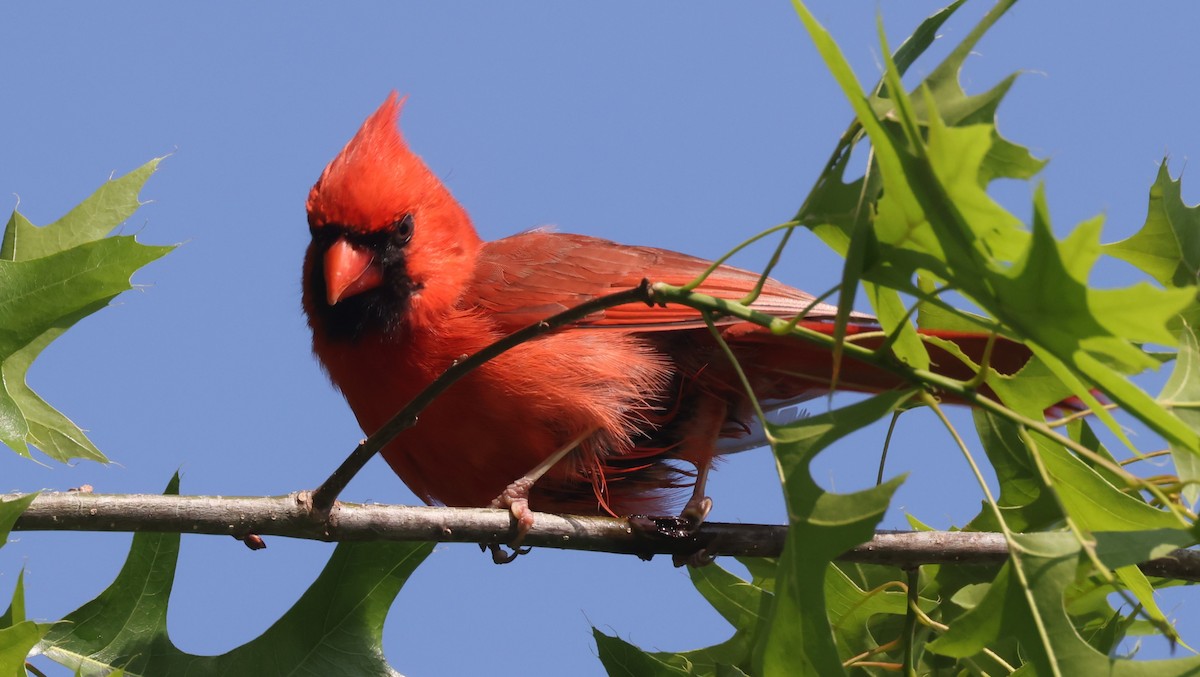Красный кардинал [группа cardinalis] - ML619076407