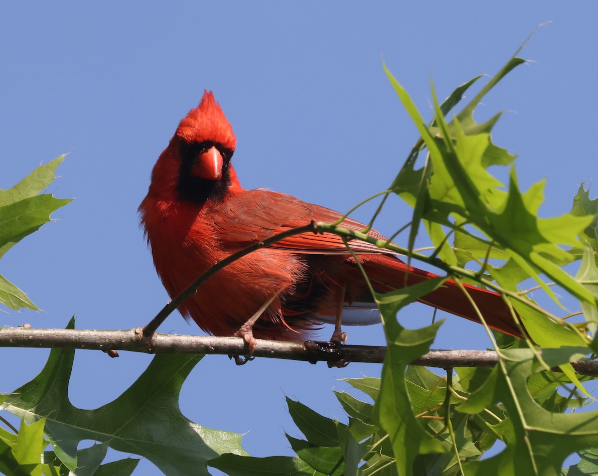 Красный кардинал [группа cardinalis] - ML619076408