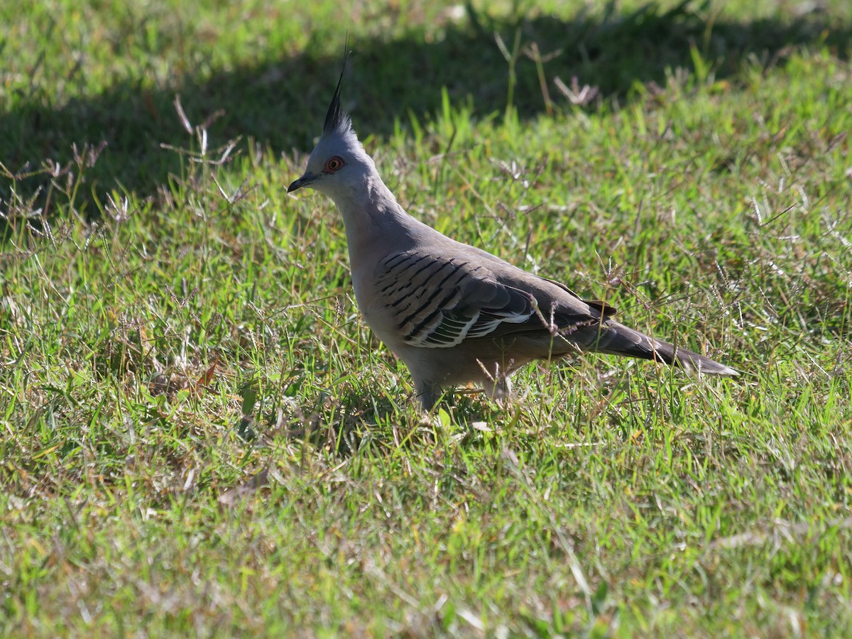 Crested Pigeon - ML619076415