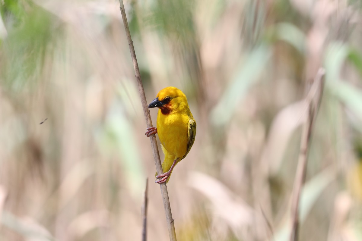 Southern Brown-throated Weaver - ML619076484