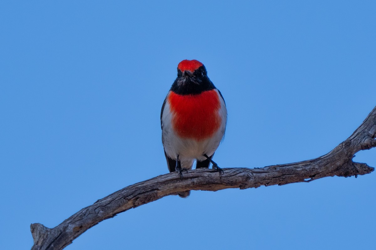 Red-capped Robin - ML619076541