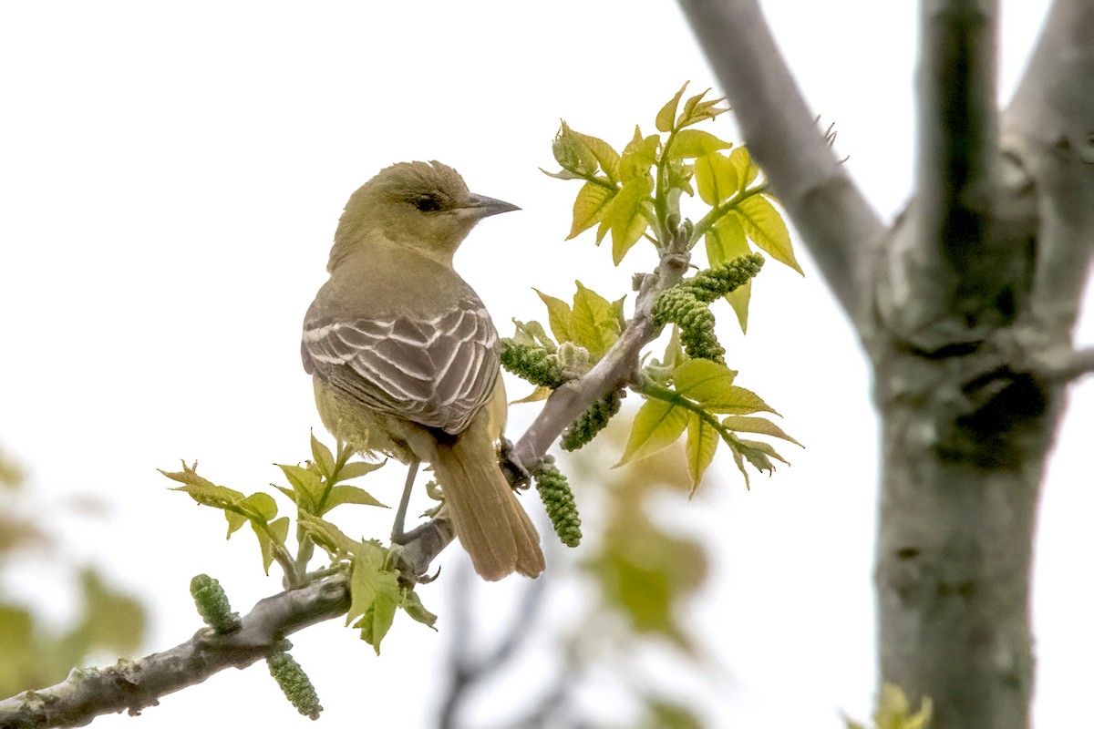 Orchard Oriole - ML619076542