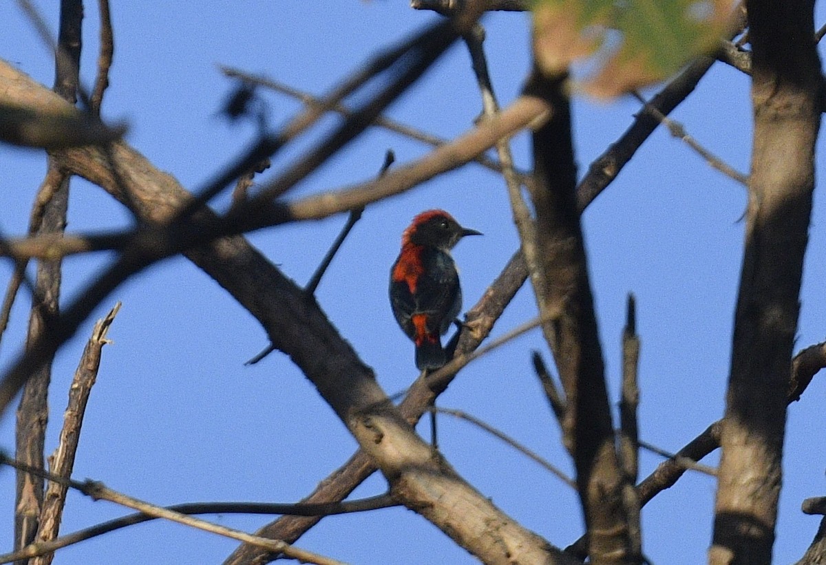 Scarlet-backed Flowerpecker - ML619076563