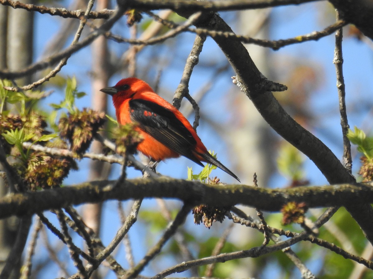 Scarlet Tanager - ML619076564