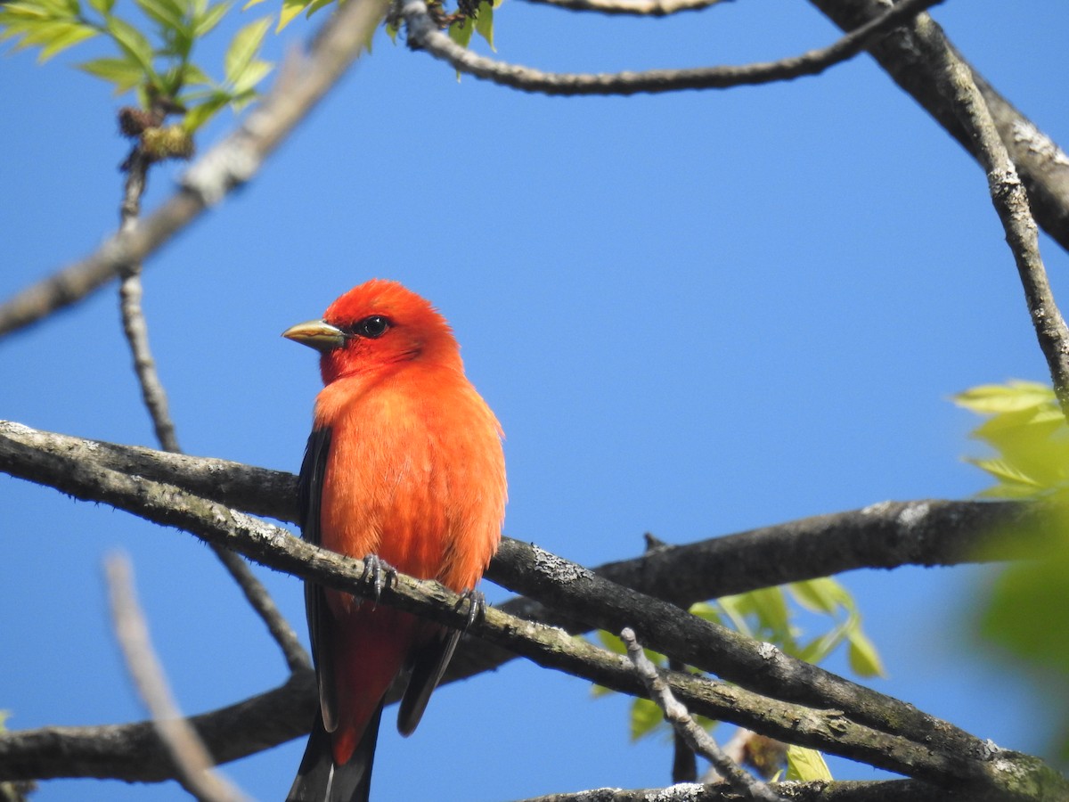 Scarlet Tanager - ML619076567