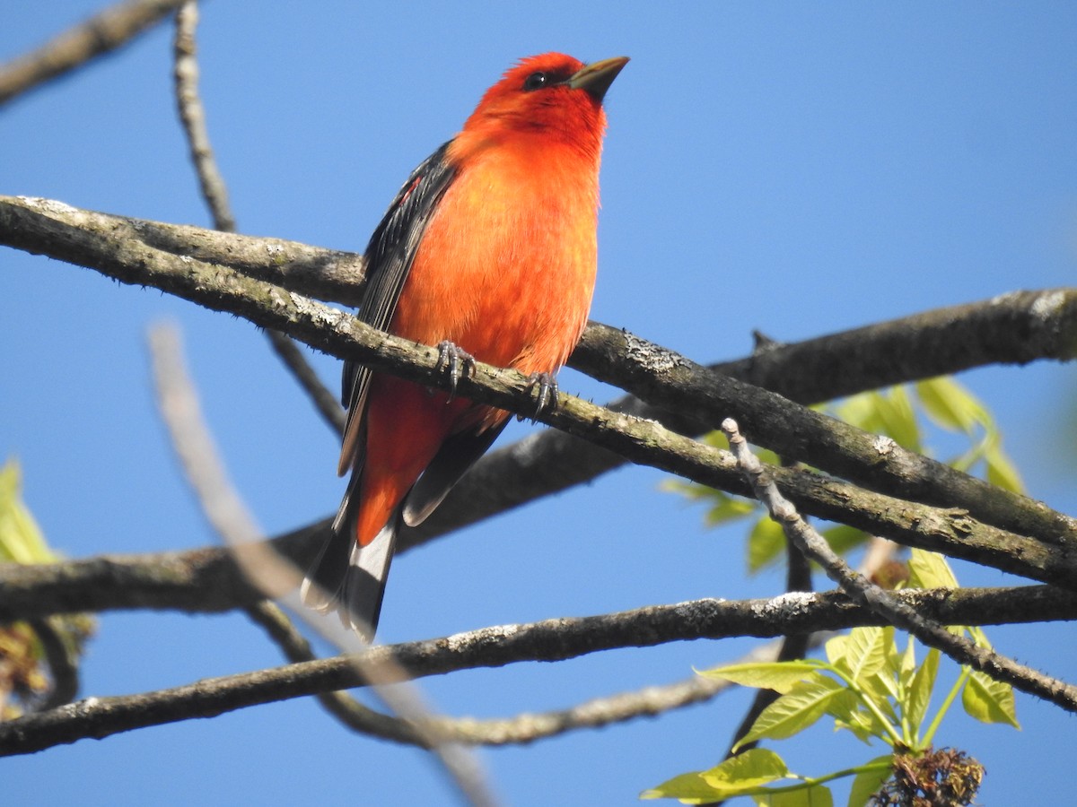Scarlet Tanager - ML619076568