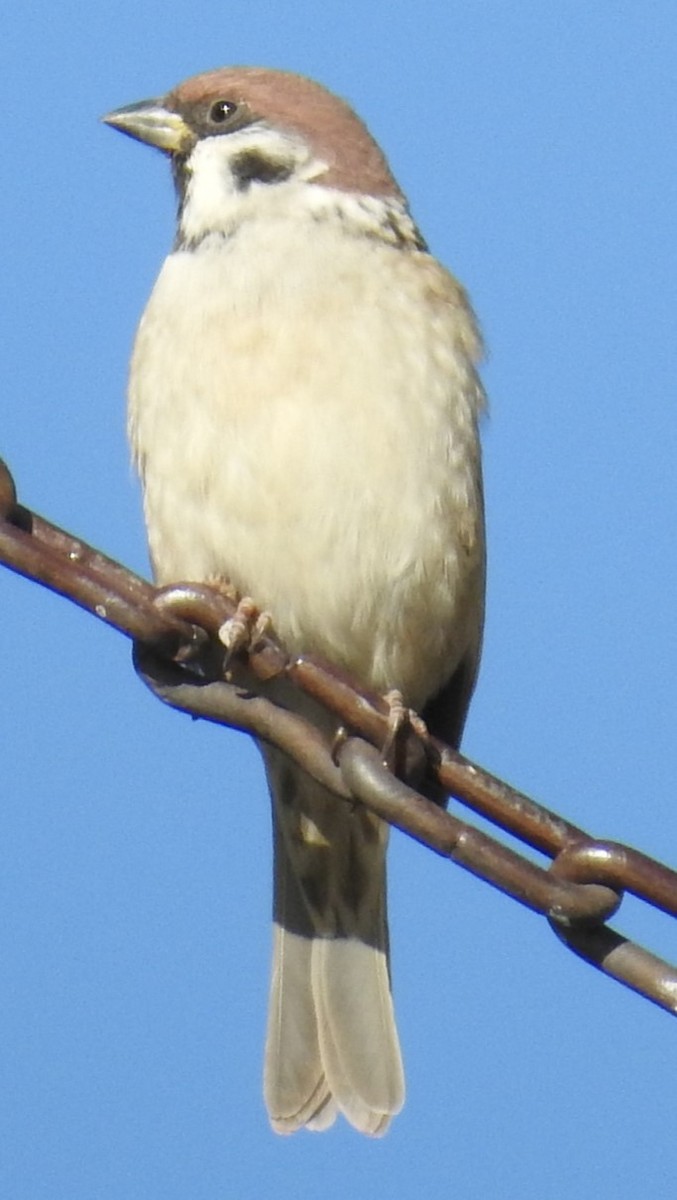 Eurasian Tree Sparrow - ML619076577