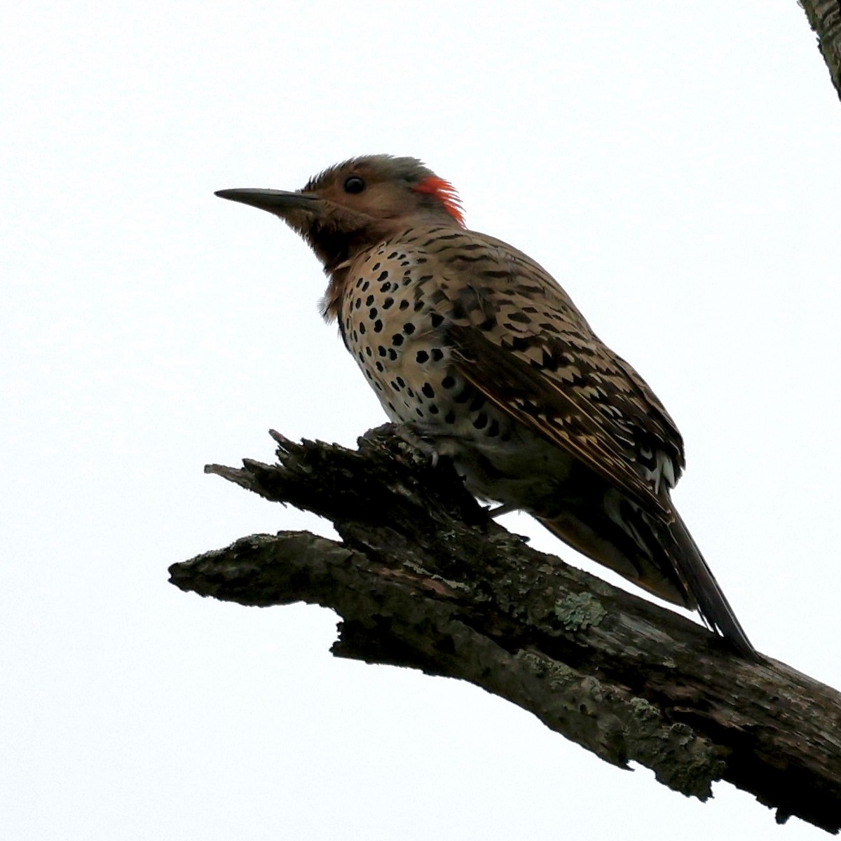 Northern Flicker (Yellow-shafted) - ML619076578