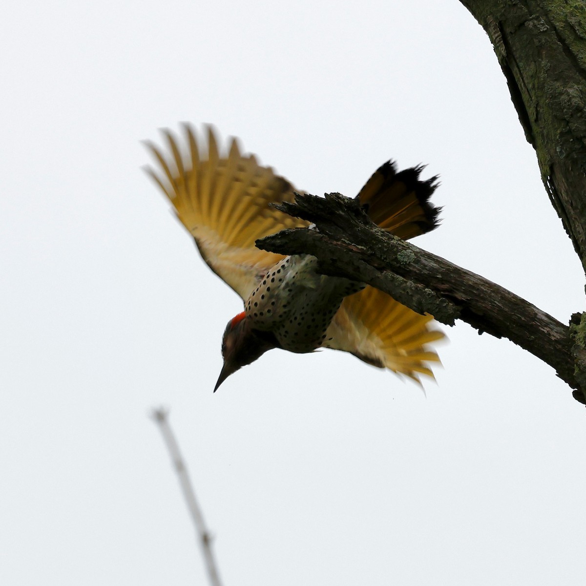 Northern Flicker (Yellow-shafted) - ML619076579