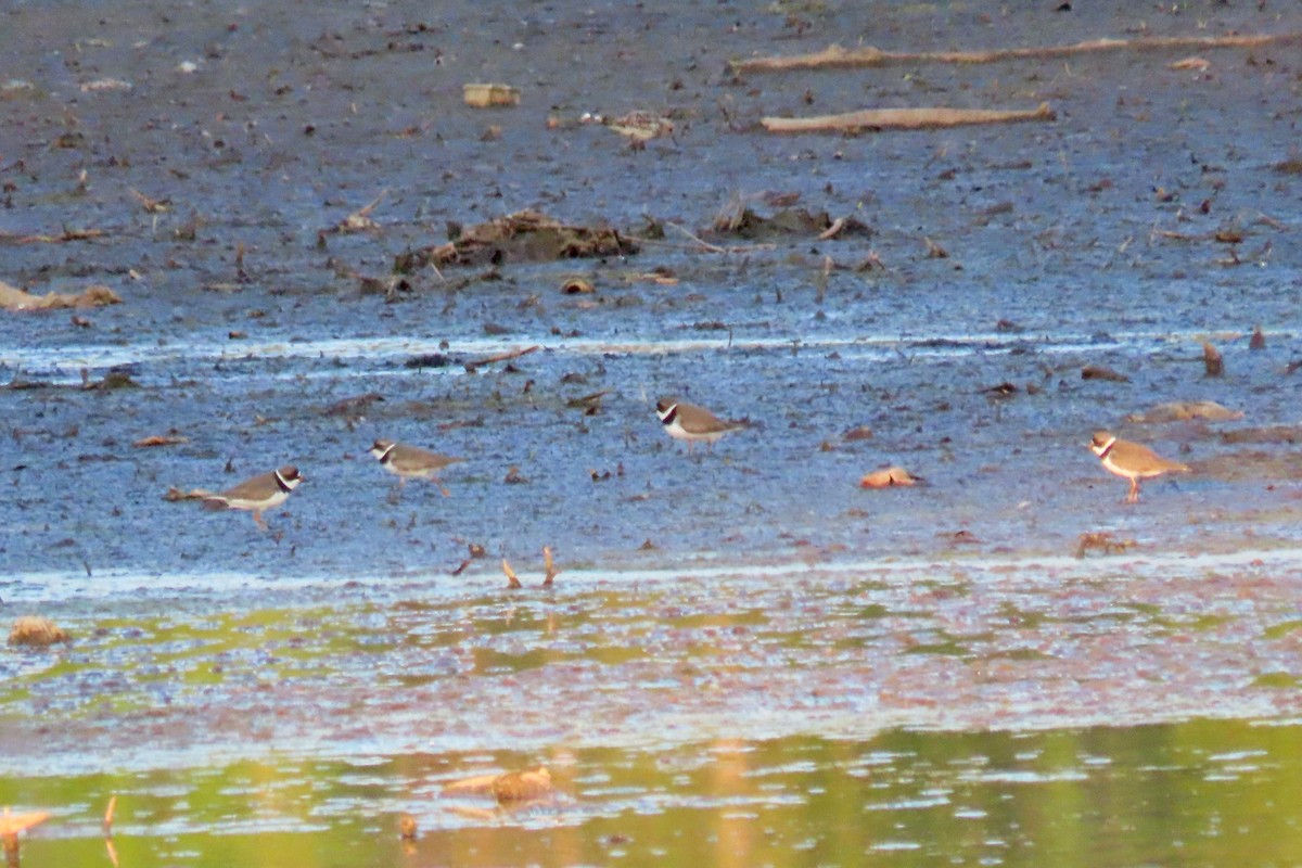 Semipalmated Plover - ML619076631