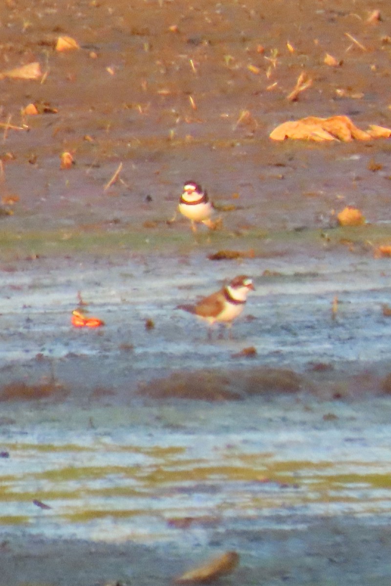 Semipalmated Plover - ML619076632