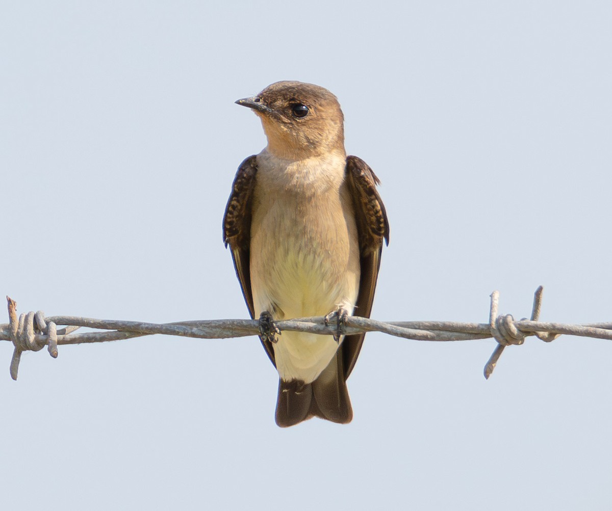 Southern Rough-winged Swallow - ML619076686