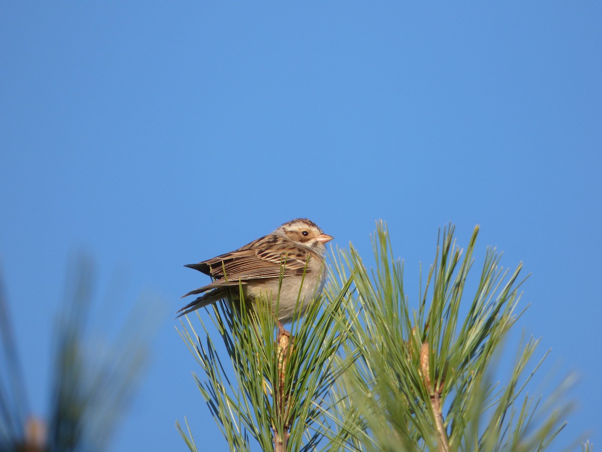 Clay-colored Sparrow - ML619076687