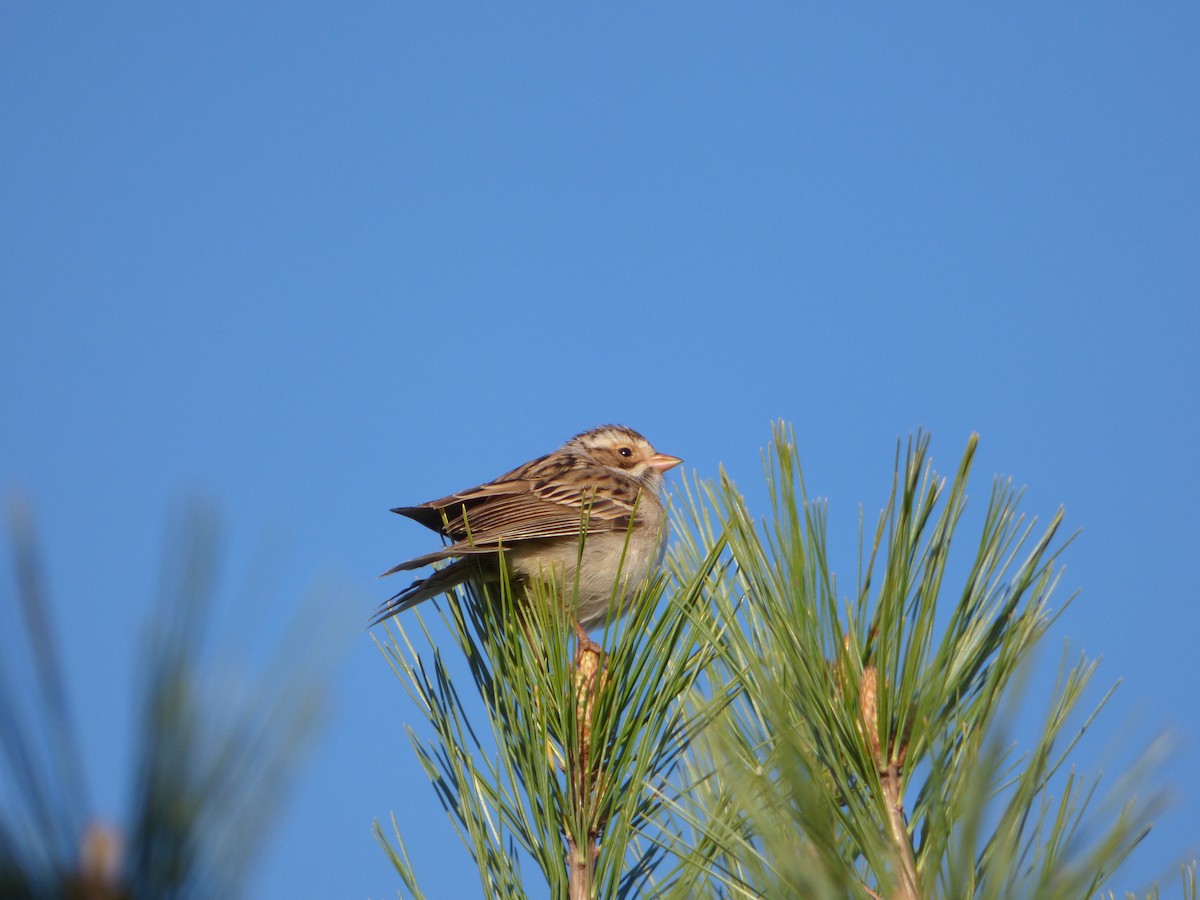 Clay-colored Sparrow - ML619076688