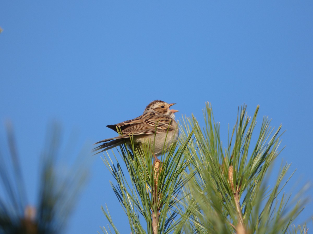 Clay-colored Sparrow - ML619076689