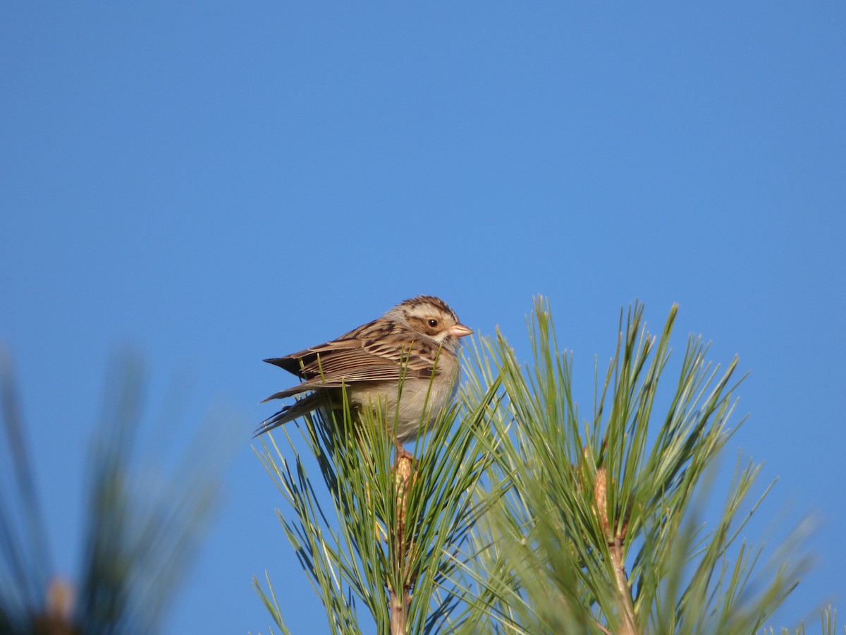 Clay-colored Sparrow - ML619076690