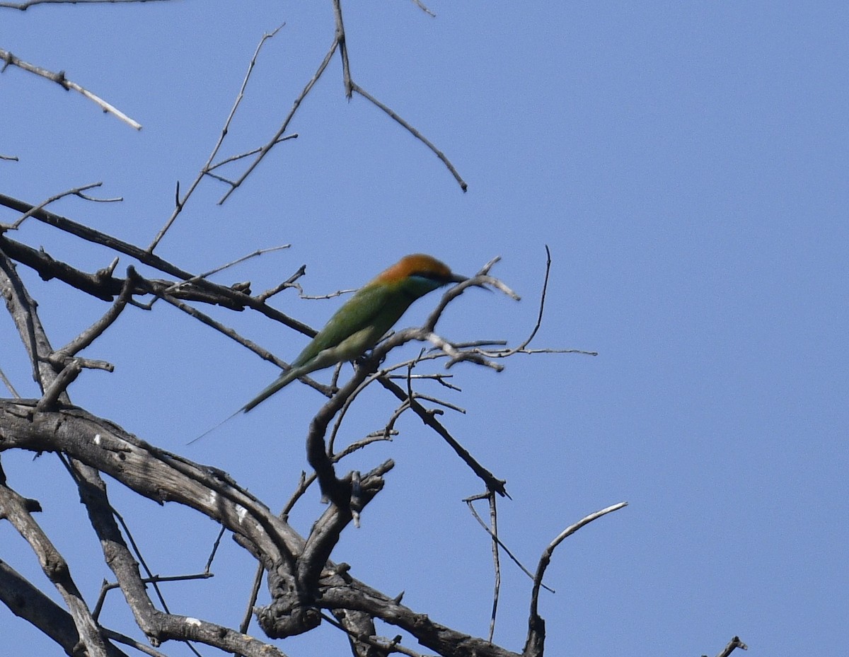 Asian Green Bee-eater - Chitra Shanker