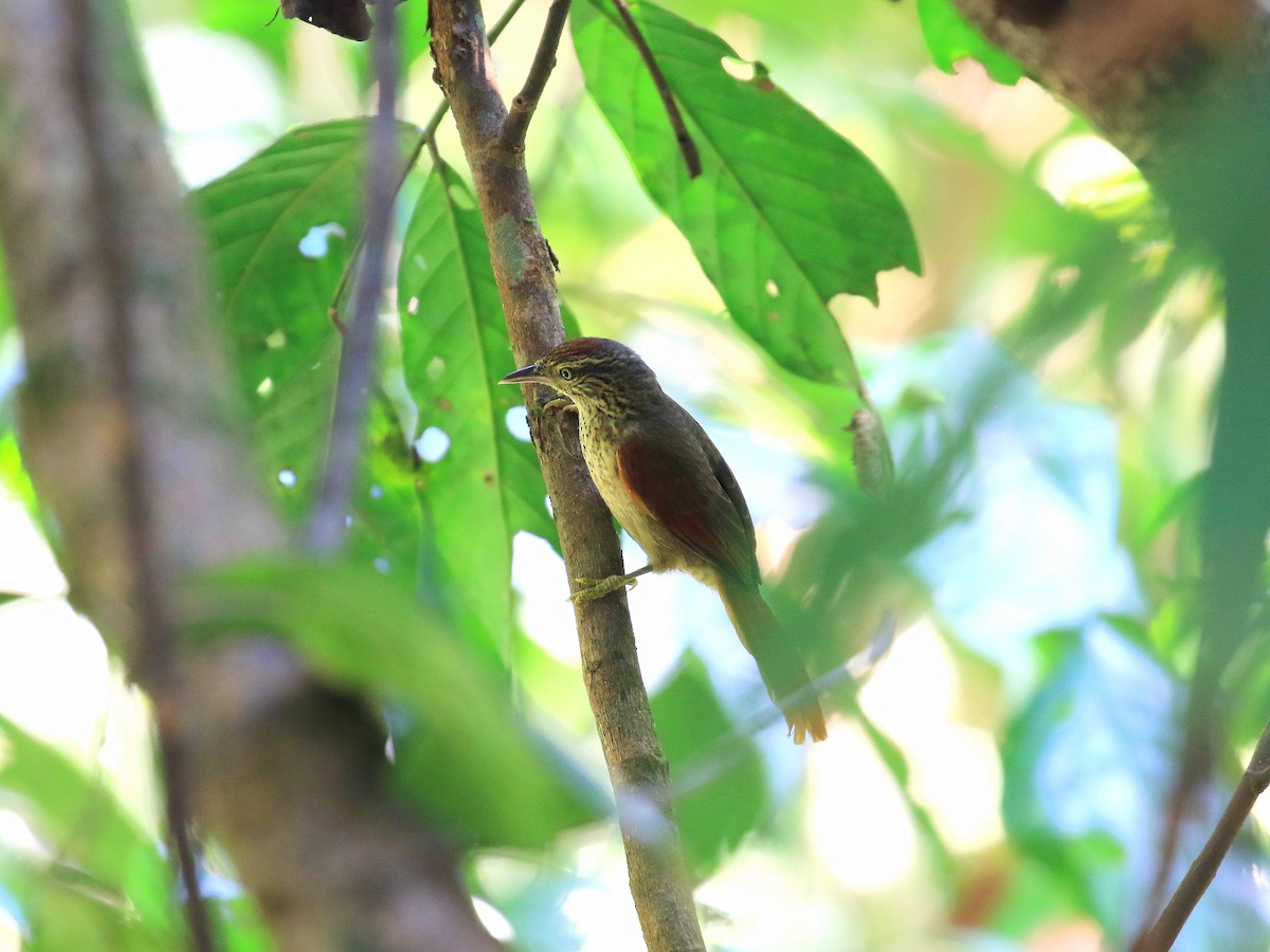Speckled Spinetail - ML619076714