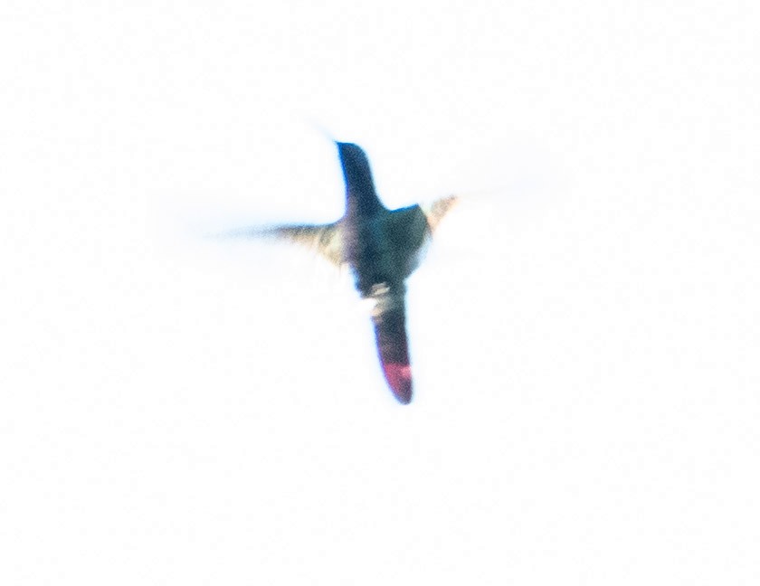 kolibřík tropický - ML619076715