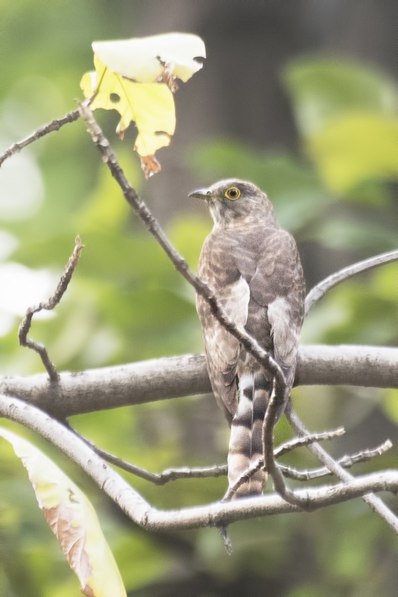 Common Hawk-Cuckoo - SOVON PARBAT