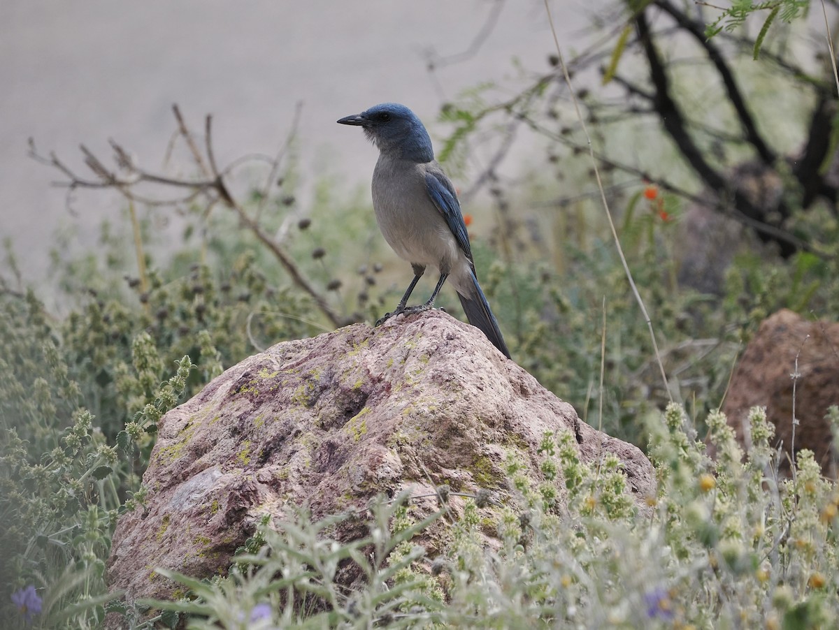 Mexican Jay - ML619076732